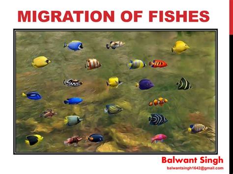 fish migration ppt|migration in fishes zoology notes.